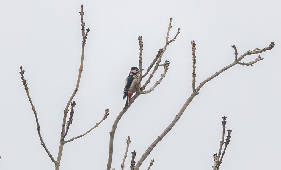 Great-spotted Woodpecker, 1/640 sec, f/7.1, 500 mm, ISO 500