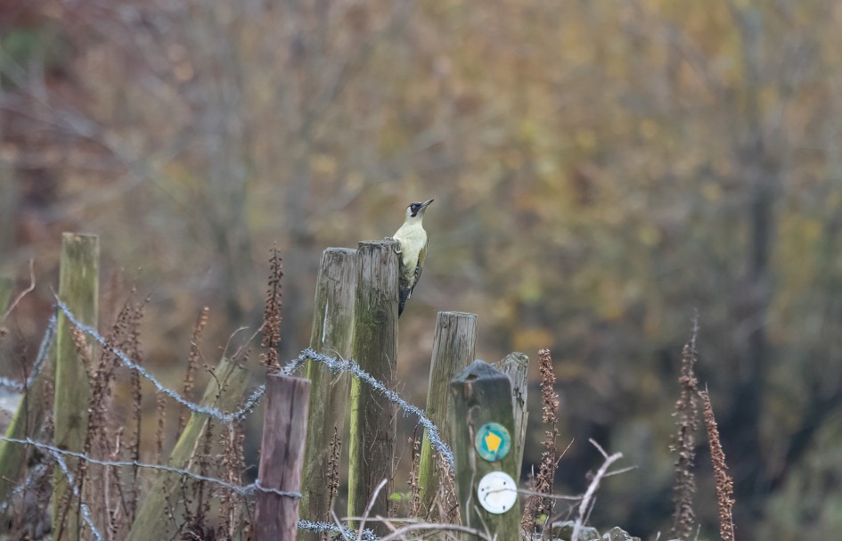 Green Woodpecker, 1/640 sec, f/7.1, 500 mm, ISO 1600