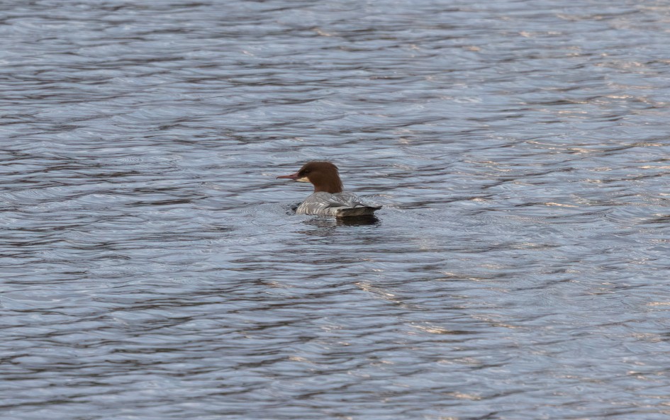 Goosander, 1/640 sec, f/7.1, 500 mm, ISO 1250