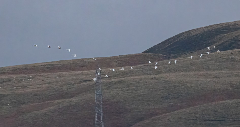 Whooper Swans, 1/640 sec, f/7.1, 472 mm, ISO 20000