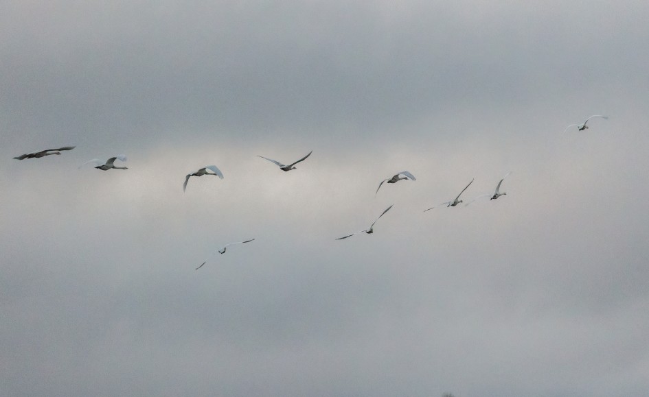 Whooper Swans , 1/640 sec, f/7.1, 500 mm, ISO 10000