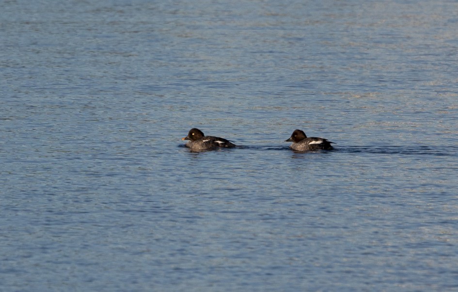 Goldeneye, 1/2000 sec, f/7.1, 500 mm, ISO 500
