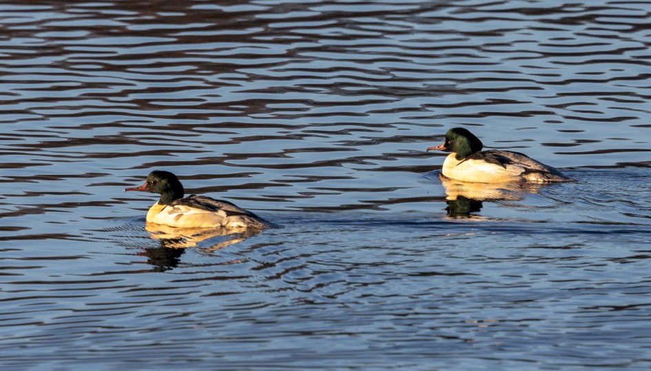 Goosanders, 1/500 sec, f/7.1, 500 mm, ISO 400