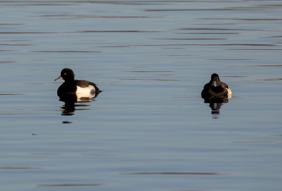Tufted Ducks, 1/640 sec, f/7.1, 500 mm, ISO 160