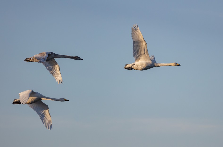 Whooper And Mute Swans, 1/2500 sec, f/7.1, 500 mm, ISO 400