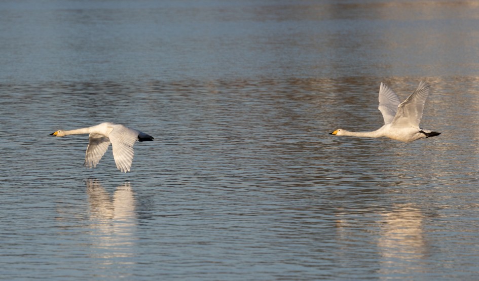 Whooper Swans, 1/2000 sec, f/7.1, 500 mm, ISO 400