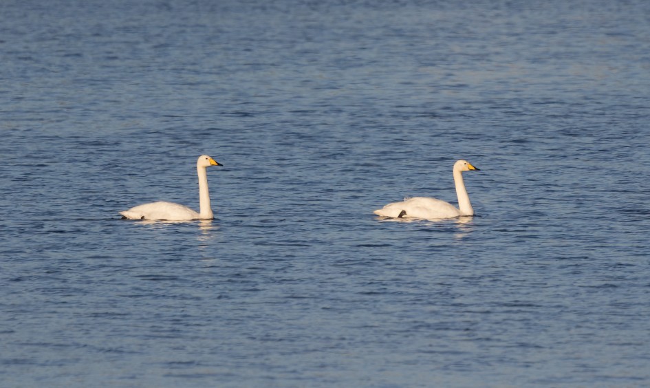 Whooper Swans , 1/640 sec, f/7.1, 472 mm, ISO 125