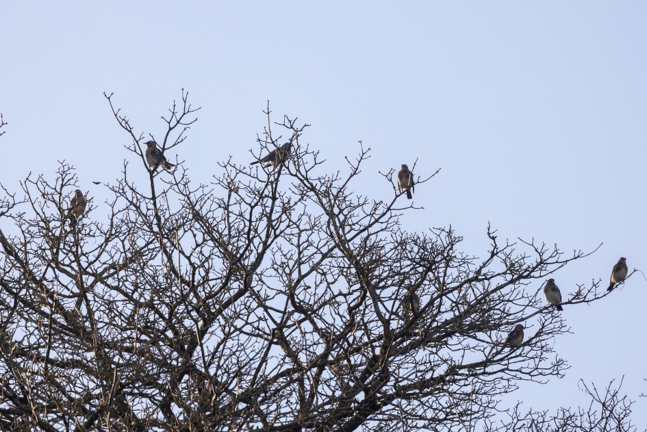 Fieldfares, 1/640 sec, f/7.1, 500 mm, ISO 320