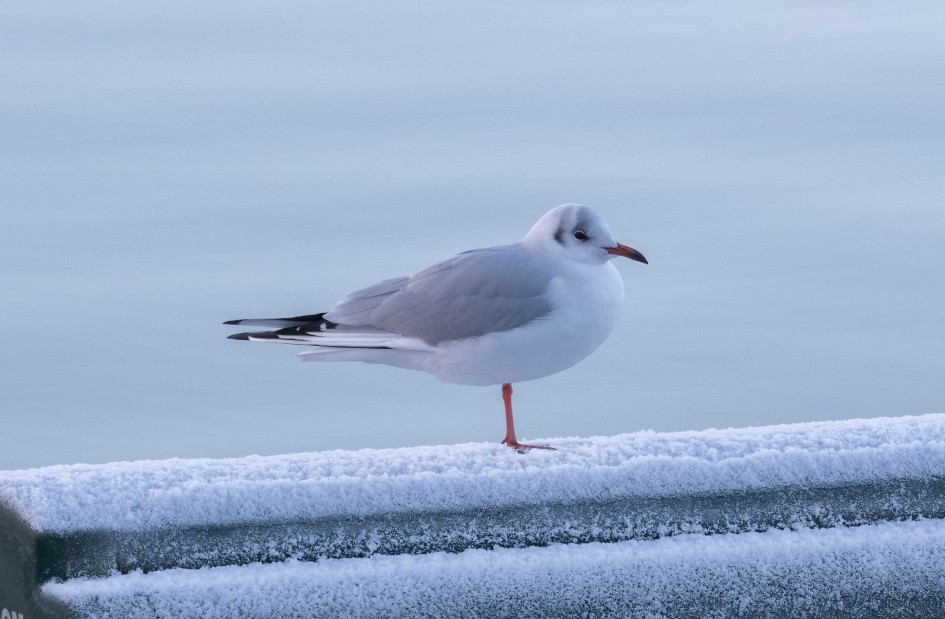 Black-headed Gull, 1/640 sec, f/7.1, 500 mm, ISO 1250