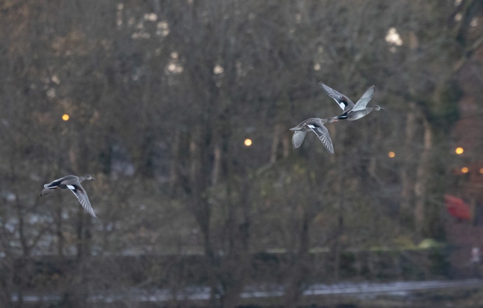 Gadwall, 1/640 sec, f/7.1, 500 mm, ISO 6400