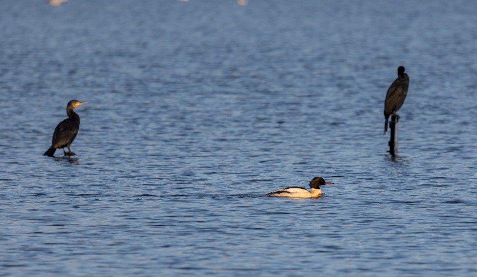 Goosander, 1/640 sec, f/7.1, 500 mm, ISO 200