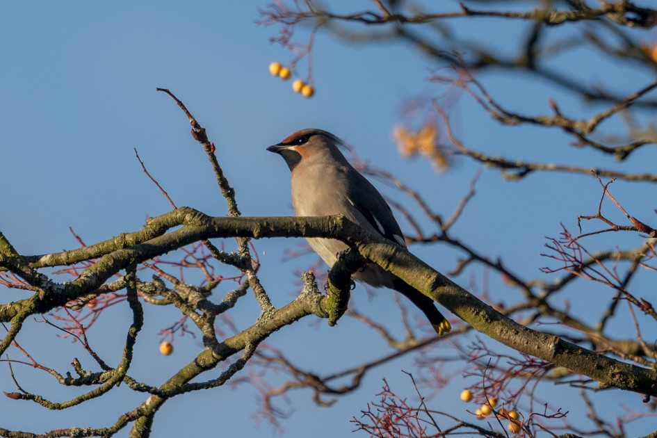 Waxwing, 1/640 sec, f/7.1, 500 mm, ISO 200