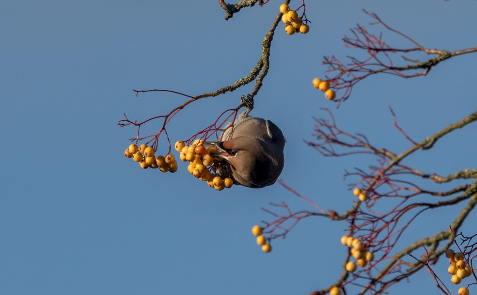Waxwing , 1/640 sec, f/7.1, 500 mm, ISO 160