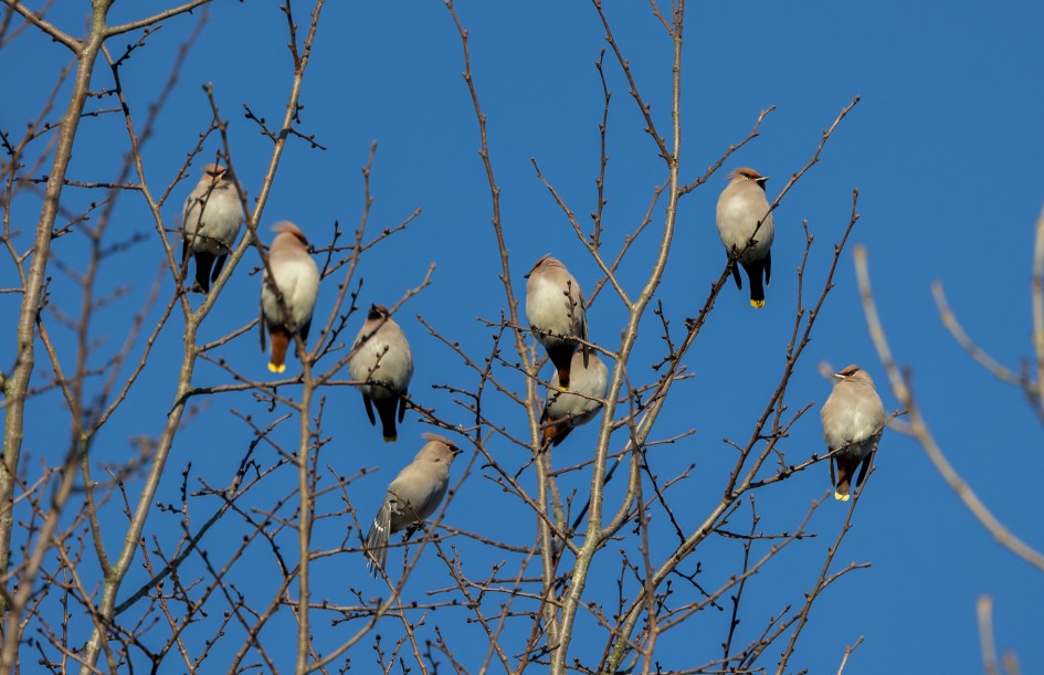 Waxwings, 1/500 sec, f/7.1, 500 mm, ISO 250