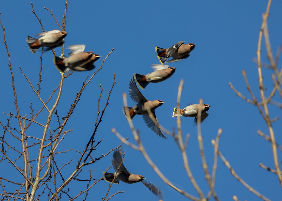 Waxwings , 1/500 sec, f/7.1, 500 mm, ISO 250