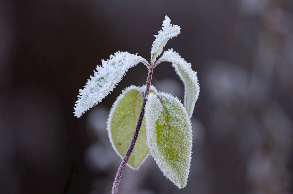 Frost On Leaves, 1/640 sec, f/7.1, 500 mm, ISO 1600