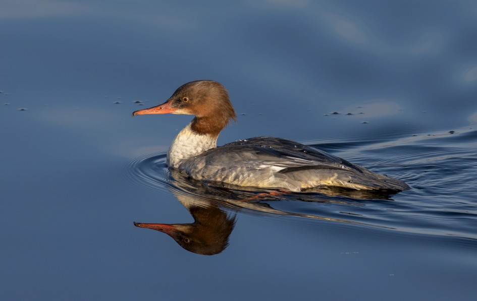 Goosander, 1/640 sec, f/7.1, 500 mm, ISO 250