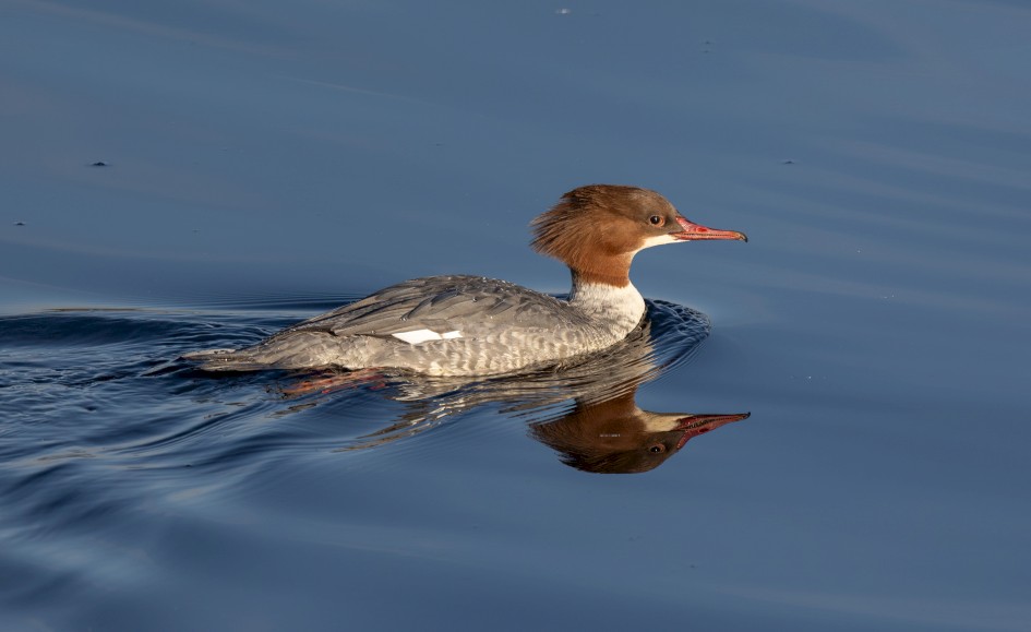 Goosander , 1/640 sec, f/7.1, 500 mm, ISO 250