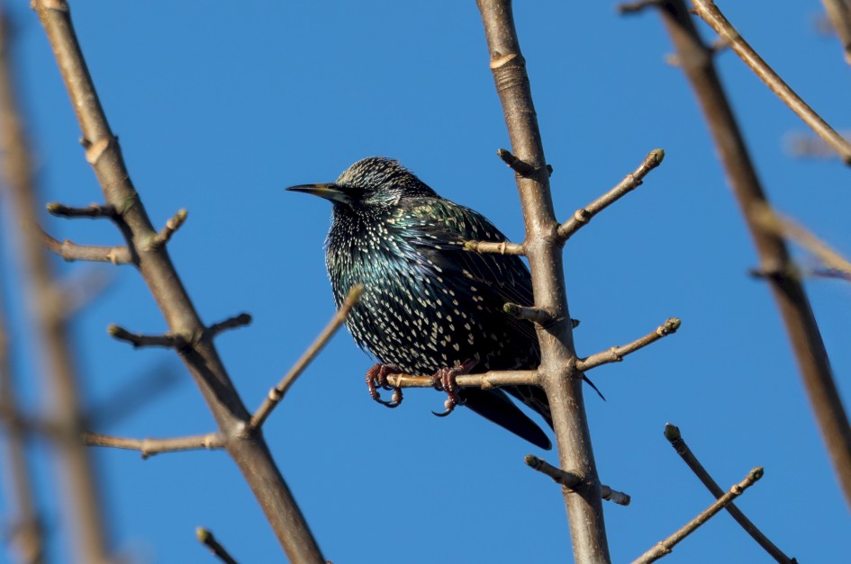 Starling, 1/500 sec, f/7.1, 500 mm, ISO 200