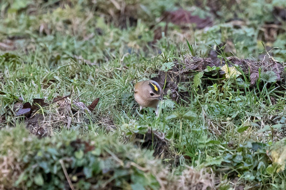 Goldcrest, 1/500 sec, f/7.1, 500 mm, ISO 10000