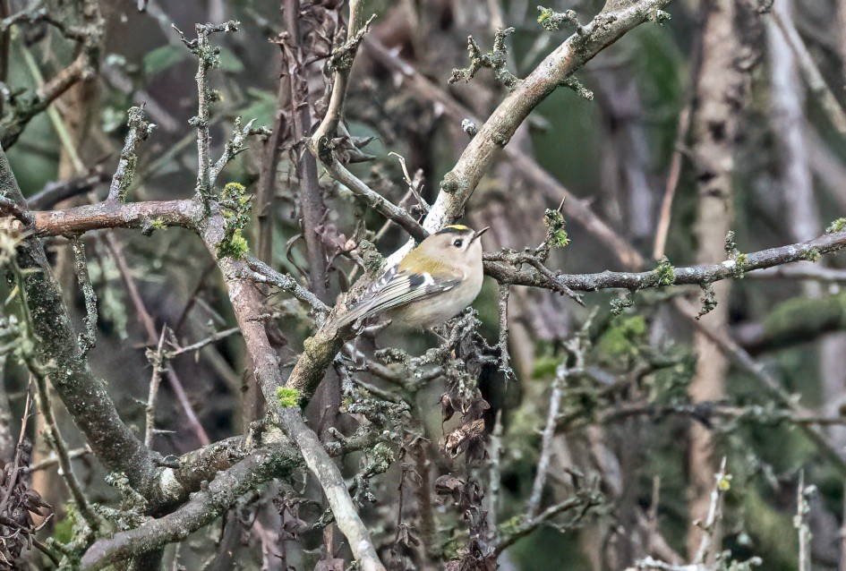 Goldcrest , 1/640 sec, f/7.1, 500 mm, ISO 25600
