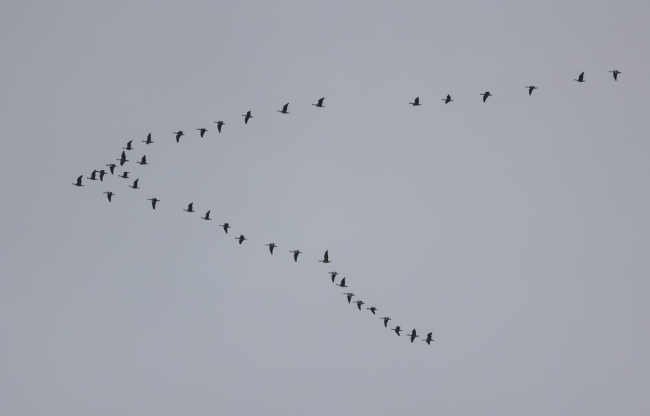 Pink-footed Geese, 1/640 sec, f/6.3, 451 mm, ISO 320