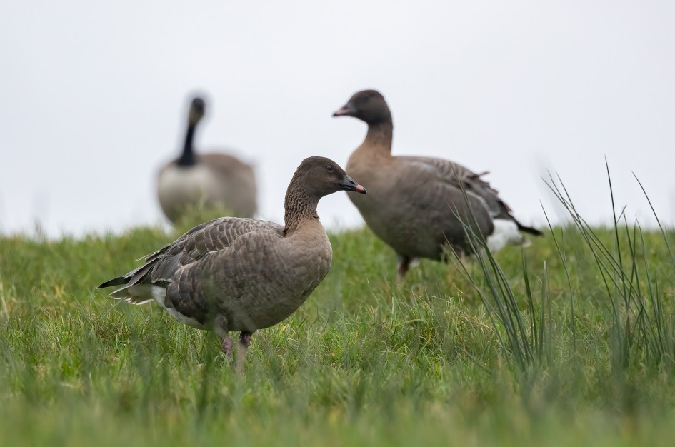 Pinkfeet, 1/640 sec, f/7.1, 500 mm, ISO 1000