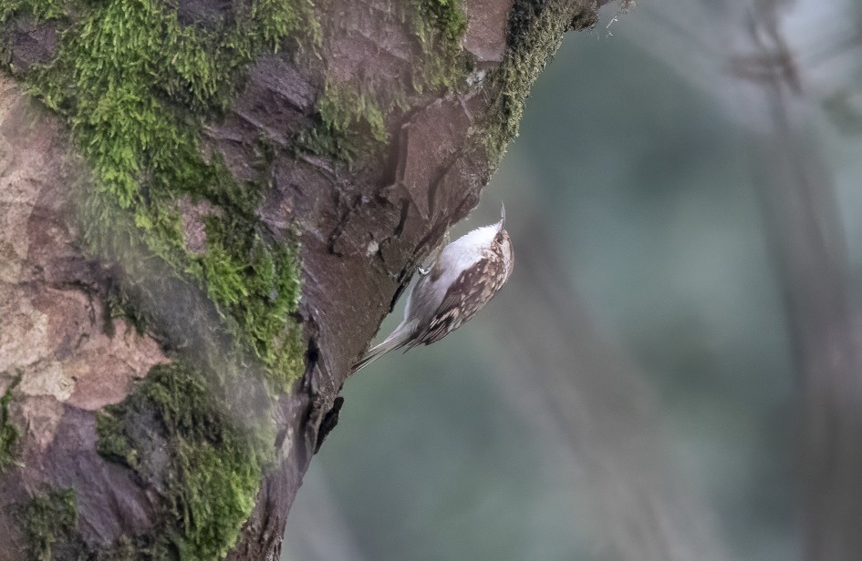 Treecreeper, 1/500 sec, f/7.1, 500 mm, ISO 20000