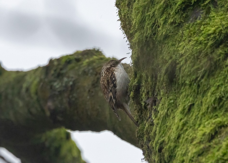 Treecreeper , 1/640 sec, f/7.1, 500 mm, ISO 4000