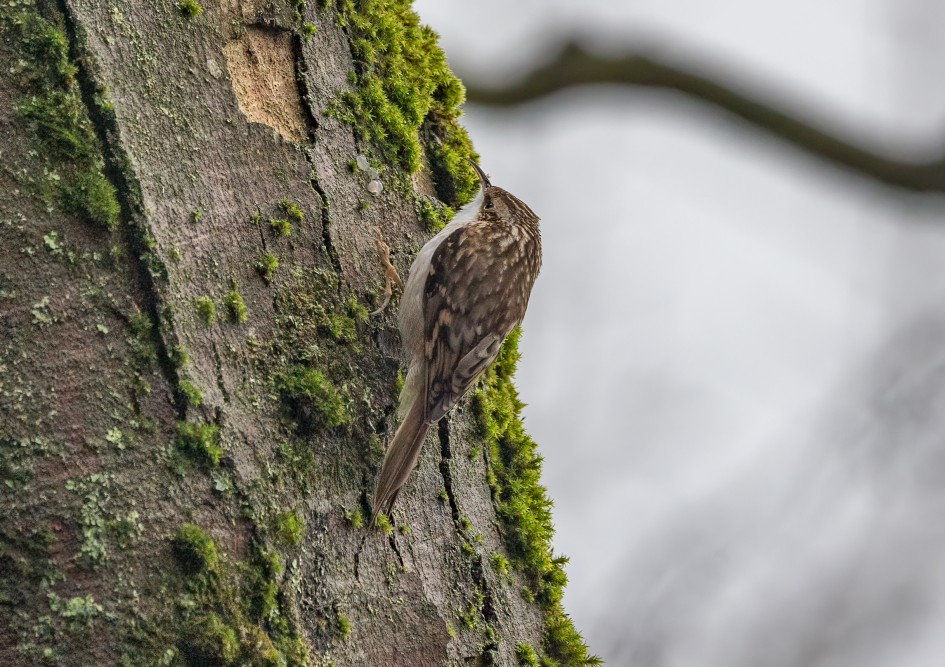 Treecreeper , 1/640 sec, f/7.1, 500 mm, ISO 1250
