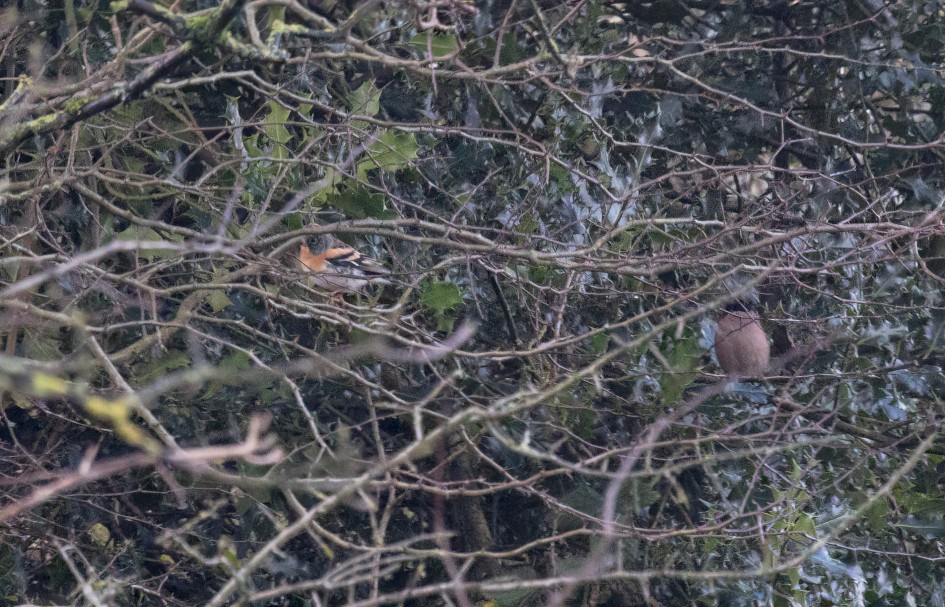 Brambling, 1/640 sec, f/7.1, 500 mm, ISO 8000