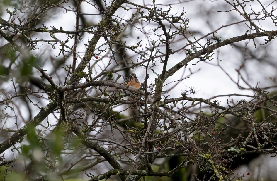 Brambling , 1/500 sec, f/7.1, 500 mm, ISO 2000