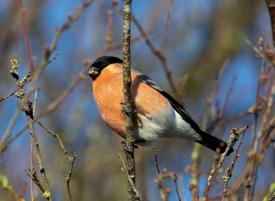 Bullfinch, 1/640 sec, f/7.1, 500 mm, ISO 640