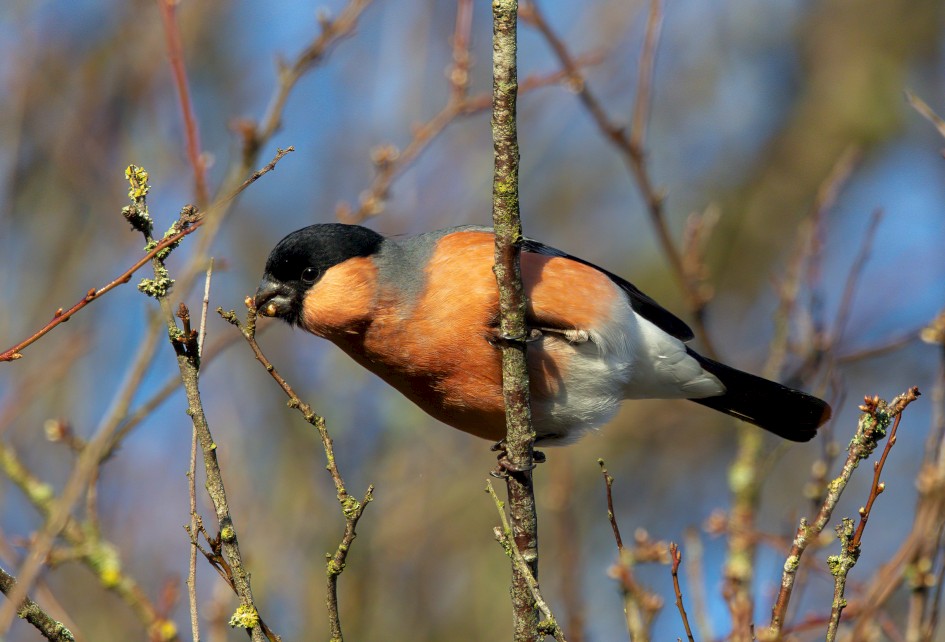 Bullfinch , 1/640 sec, f/7.1, 500 mm, ISO 640