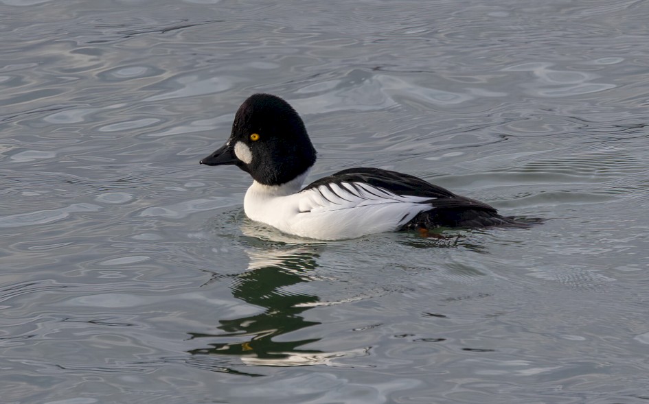 Goldeneye