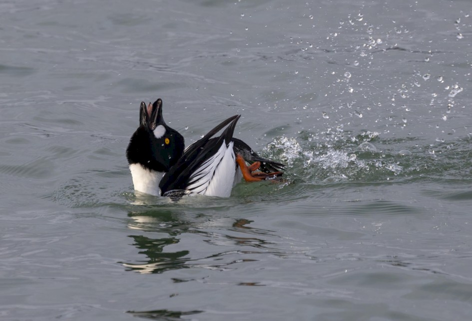 Goldeneye