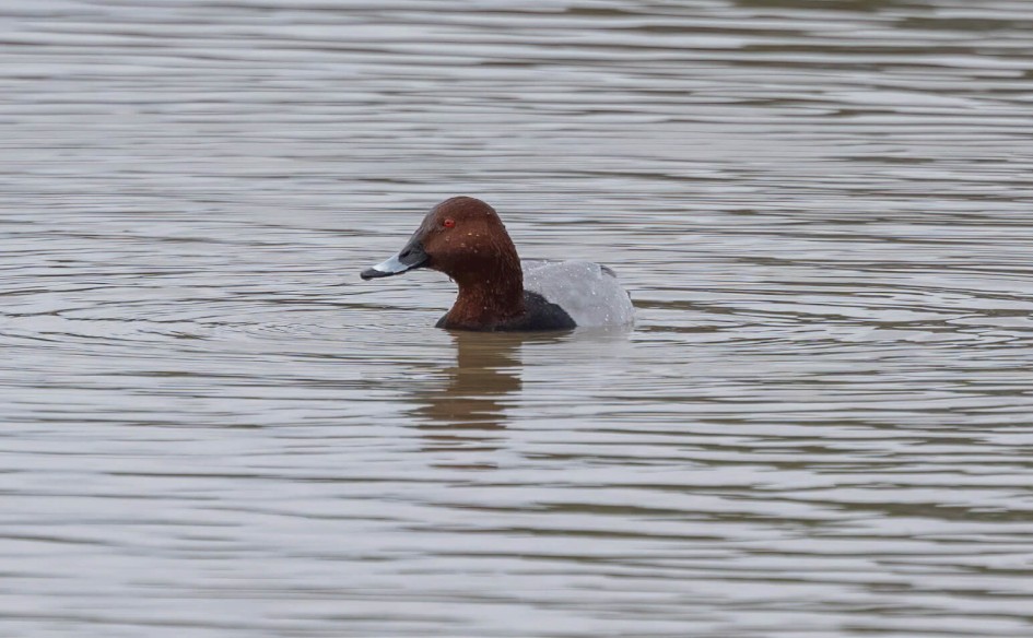 Pochard