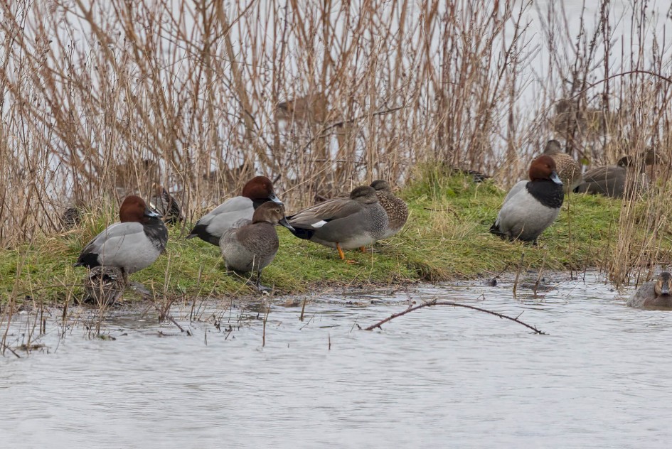 Pochard And Gadwall