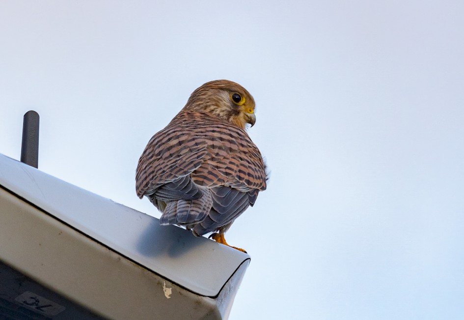 Kestrel, 1/640 sec, f/7.1, 500 mm, ISO 1250