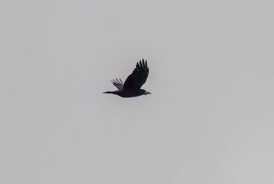 Rook, 1/500 sec, f/7.1, 500 mm, ISO 250