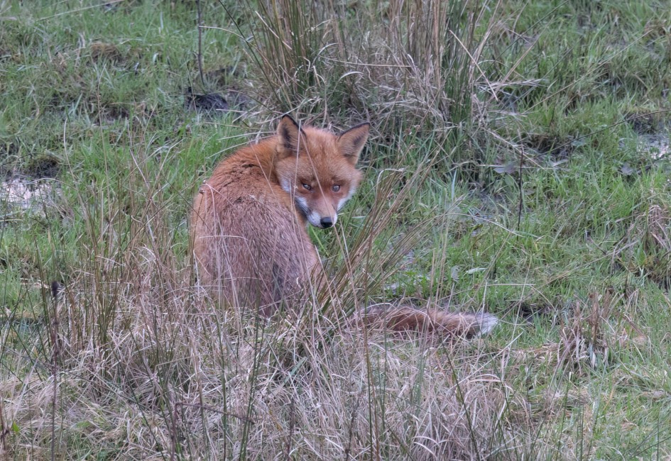 Fox, 1/60 sec, f/7.1, 500 mm, ISO 1600