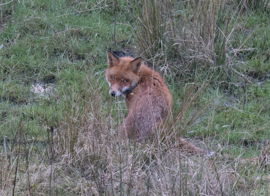 Fox , 1/80 sec, f/7.1, 500 mm, ISO 2000