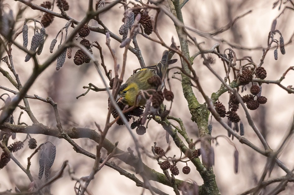 Siskin, 1/500 sec, f/7.1, 500 mm, ISO 2000