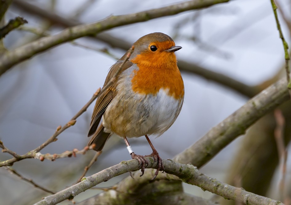 Robin, 1/80 sec, f/7.1, 500 mm, ISO 125