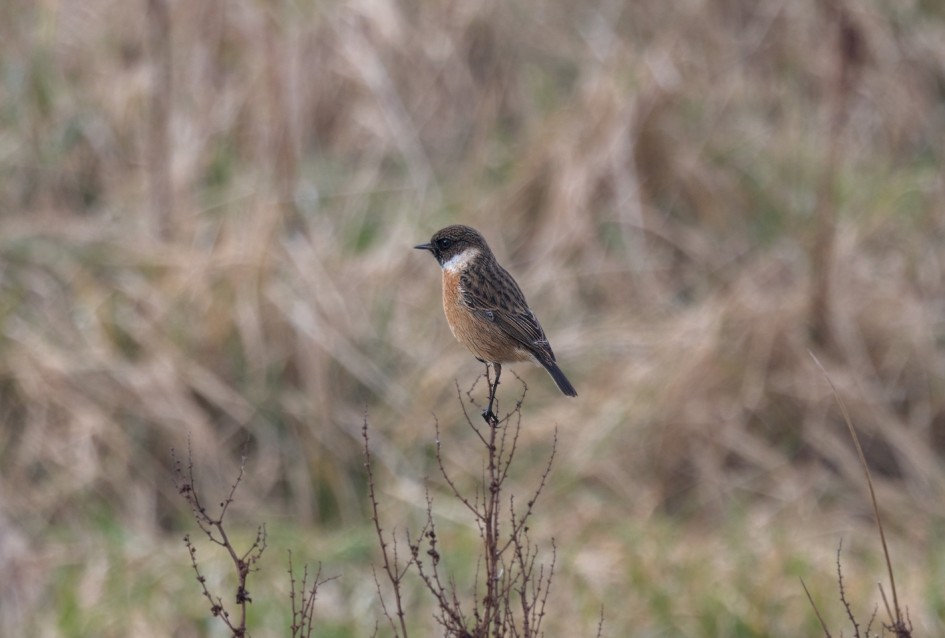Stonechat, 1/60 sec, f/7.1, 500 mm, ISO 100