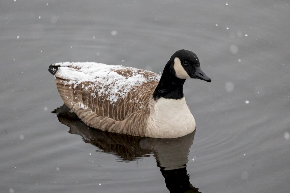 Canada Goose, 1/500 sec, f/6.3, 400 mm, ISO 8000