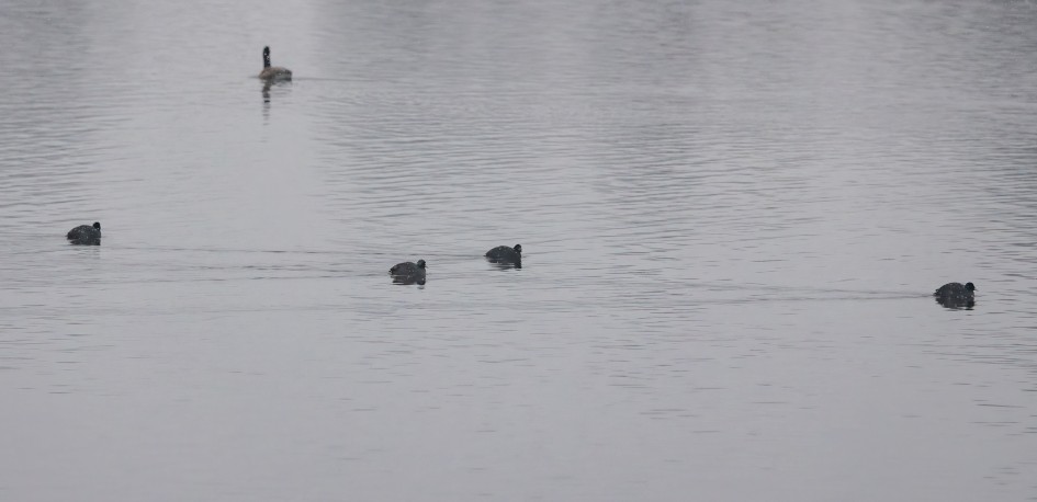 Coot, 1/640 sec, f/5.6, 300 mm, ISO 2000