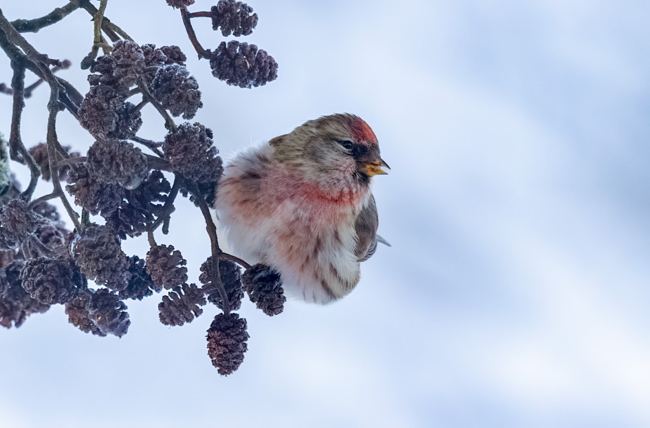 Lesser Redpoll, 1/640 sec, f/7.1, 500 mm, ISO 3200