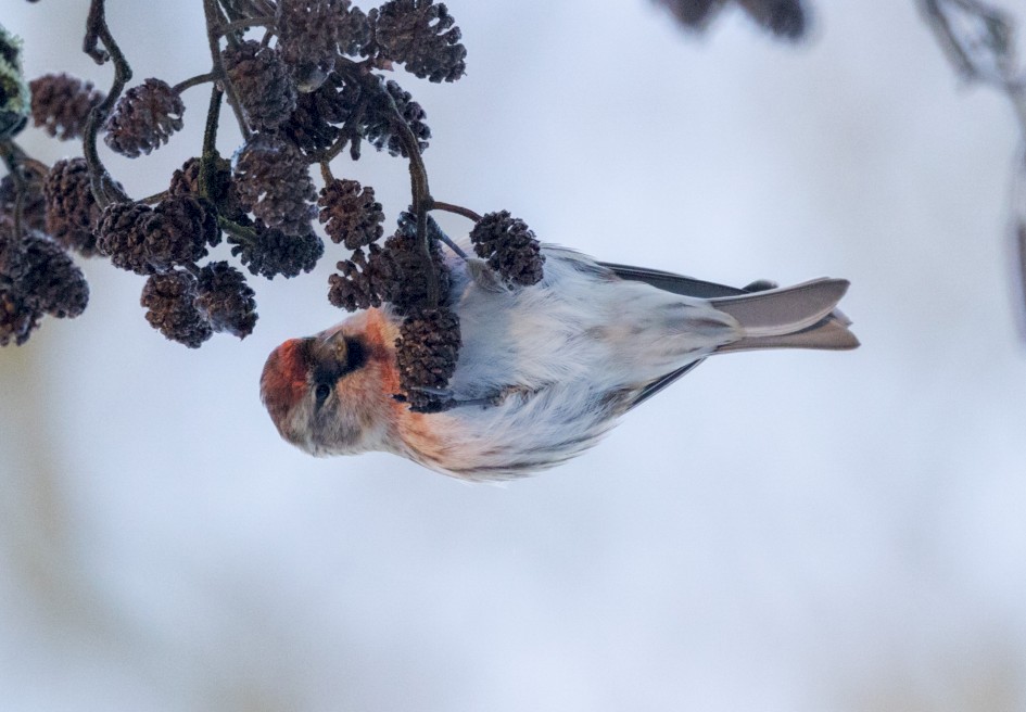 Lesser Redpoll , 1/500 sec, f/7.1, 500 mm, ISO 5000