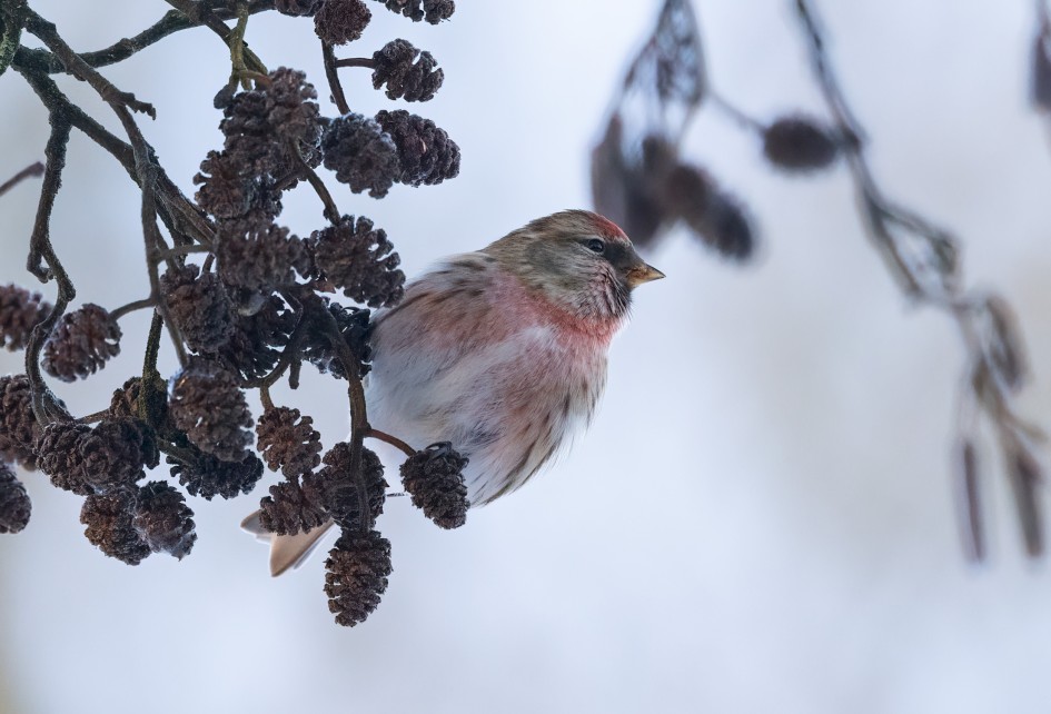 Lesser Redpoll , 1/640 sec, f/7.1, 500 mm, ISO 5000